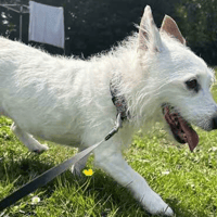 Zeva, female dog to adopt