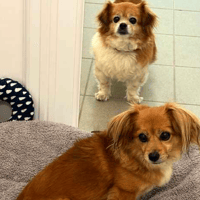 Daisy & Lily, female dog to adopt