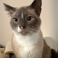 Kiki, female cat to adopt