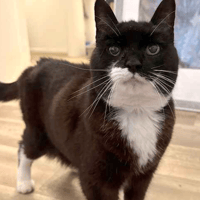 Bella, female cat to adopt