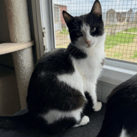 Bernie, cat to adopt