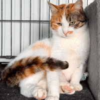 Mina, female cat to adopt