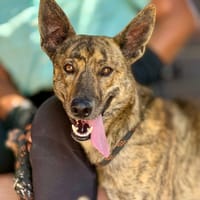 WIGWAM (Maria), chien à adopter