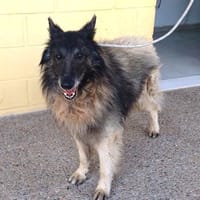 OTIS (Maria), chien à adopter