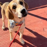 NAUTILUS (LARA), chien à adopter