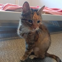 avnir, chatte à adopter