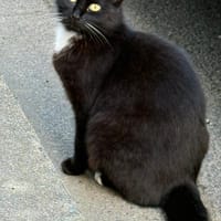 saphira, chatte à adopter