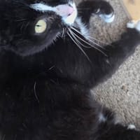 CLEO, chatte à adopter