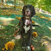 SAMY, chien à adopter