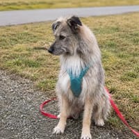 Tonita - aktiver Traumhund, Hündin zur Adoption