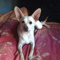 Jessie sucht ihre Familie, Hündin zur Adoption