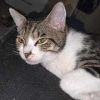 SIMBA, großes Herz zum Anlehnen gesucht, Kater zur Adoption