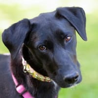 LOTTINA bringt Freude in ihr neues Heim, Hündin zur Adoption