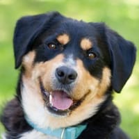 CELLON sucht liebevolles, ruhiges Heim, Hund zur Adoption