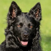 RAFFI sucht ein ruhiges Zuhause, Hund zur Adoption