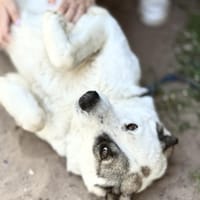 Zela Liebevolle, menschenbezogene Hündin, Hündin zur Adoption