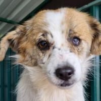 BANANA-zarte, sanfte Seelen-Hündin, Hündin zur Adoption