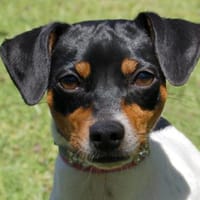 AMY-FLOH, verschmust und agil, Hündin zur Adoption