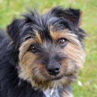 ELZA - süßes Terrier-Yorkie-Mix Mädchen, Hündin zur Adoption