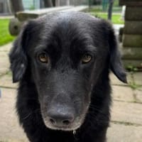 MICHEL-zuckersüßer,lieberMischlings-Rüde, Hund zur Adoption