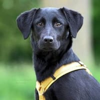 Kaya sucht liebevolle aktive Familie, Hündin zur Adoption