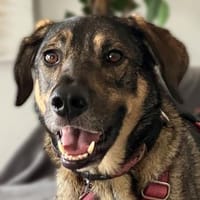 MOSTIE - liebt die leisen Töne, Hund zur Adoption