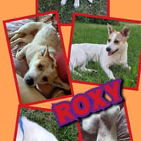 kleine liebe Roxy auf PS in 90562, Hündin zur Adoption