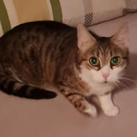 SISSY, unser sanftmütiges Samtpfötchen, Katze zur Adoption