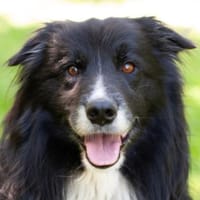 ALAIN DELON, sensibler Best Ager, Hund zur Adoption