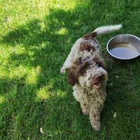 ❤Lalita...nur für Rassekenner!, Hündin zur Adoption