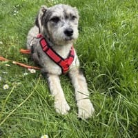 Lacy - kleines Goldstück sucht Zuhause, Hündin zur Adoption