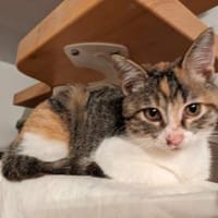 Kätzin Agnes, Katze zur Adoption