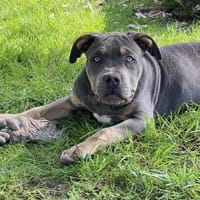 Zuhause gesucht  nach Amtfreigabe, Hund zur Adoption