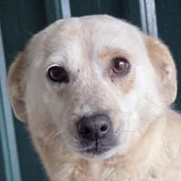 PALOMA-bezaubernde, zarte Hündin,40 cm, Hündin zur Adoption