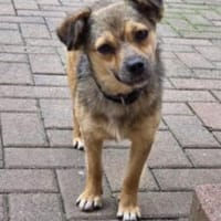 Bounty 28 cm (Pflegestelle), Hündin zur Adoption