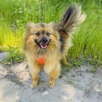 Raya ein Zwergspitz Mix Mädchen, Hündin zur Adoption