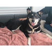 Aiko - wartet in 83052 Bruckmühl, Hund zur Adoption