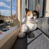 Liebes Katzenmädel Roma (ALO) Stuttgart, Katze zur Adoption