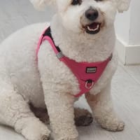 Der kleine Lucky sucht sein Glück, Hund zur Adoption