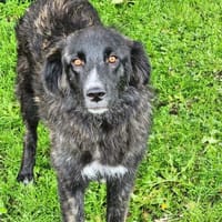 Valla, Hündin zur Adoption