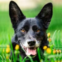 MOBBY, lieber und kluger Hundebub, Hund zur Adoption