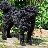 Simonka wartet in 92521 Schwandorf, Hündin zur Adoption