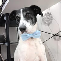 Paddock, Hund zur Adoption