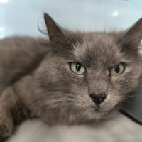 GRISETTE, chatte à adopter