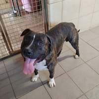 ROCCO, chien à adopter
