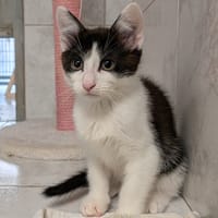 MASSY, chat à adopter