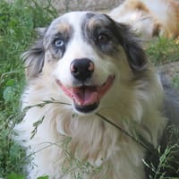 ELYA, chienne à adopter