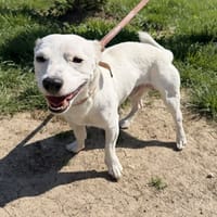 Sky, chien à adopter