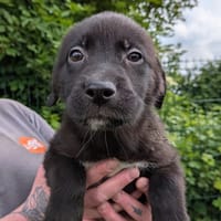 AZKA, chienne à adopter