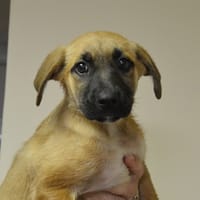 REESE CHAO, chien à adopter